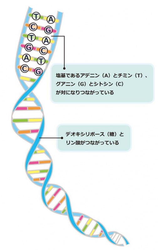 クリックすると拡大表示になります
