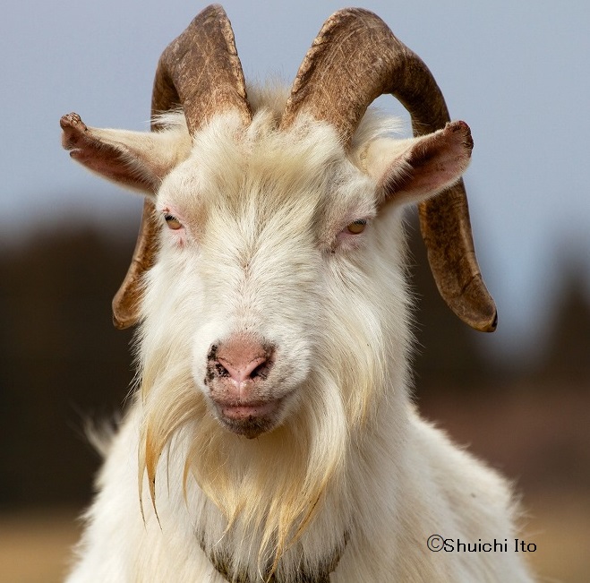 第10回 ヤギ:はっぴーあにまる:かもめの本棚 online