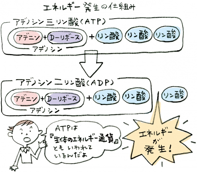 クリックすると拡大表示になります