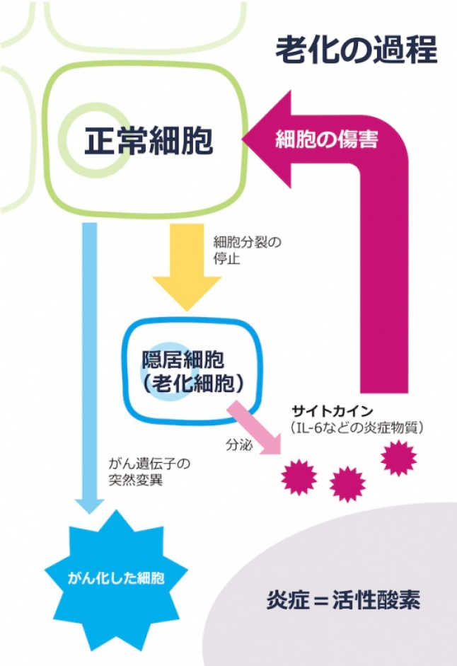 第5回 生活習慣病と老化は同じもの 第5回 生活習慣病と老化は同じもの かもめの本棚 Online